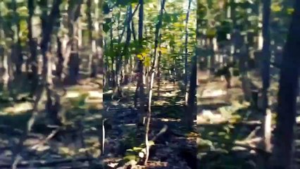 Ancilla Domini - Contrefaçon (Non-Officiel Music Video)