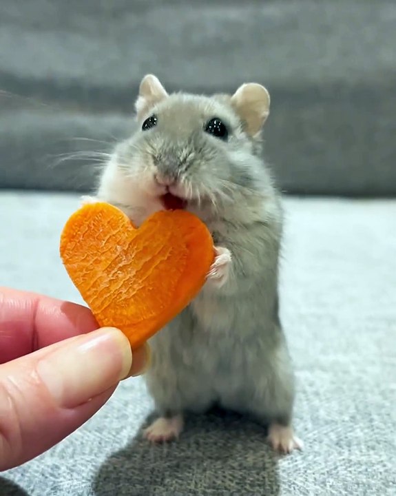 🌟 Get ready to swoon over the cutest little critters around—Hamsters! 🐹 I