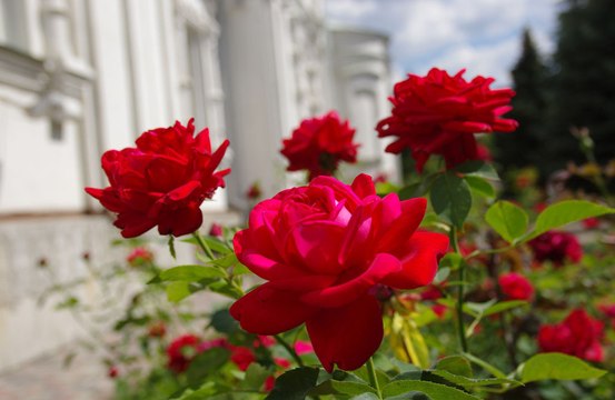 Brits think they are much nicer to their spouses if they are given flowers
