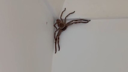 Family's hilarious struggle to catch a huge spider in their new Australian home