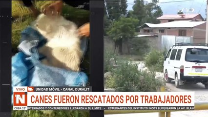 ¡Aullaban desesperados! Tres perros fueron arrojados a un canal de riego en Colcapirhua