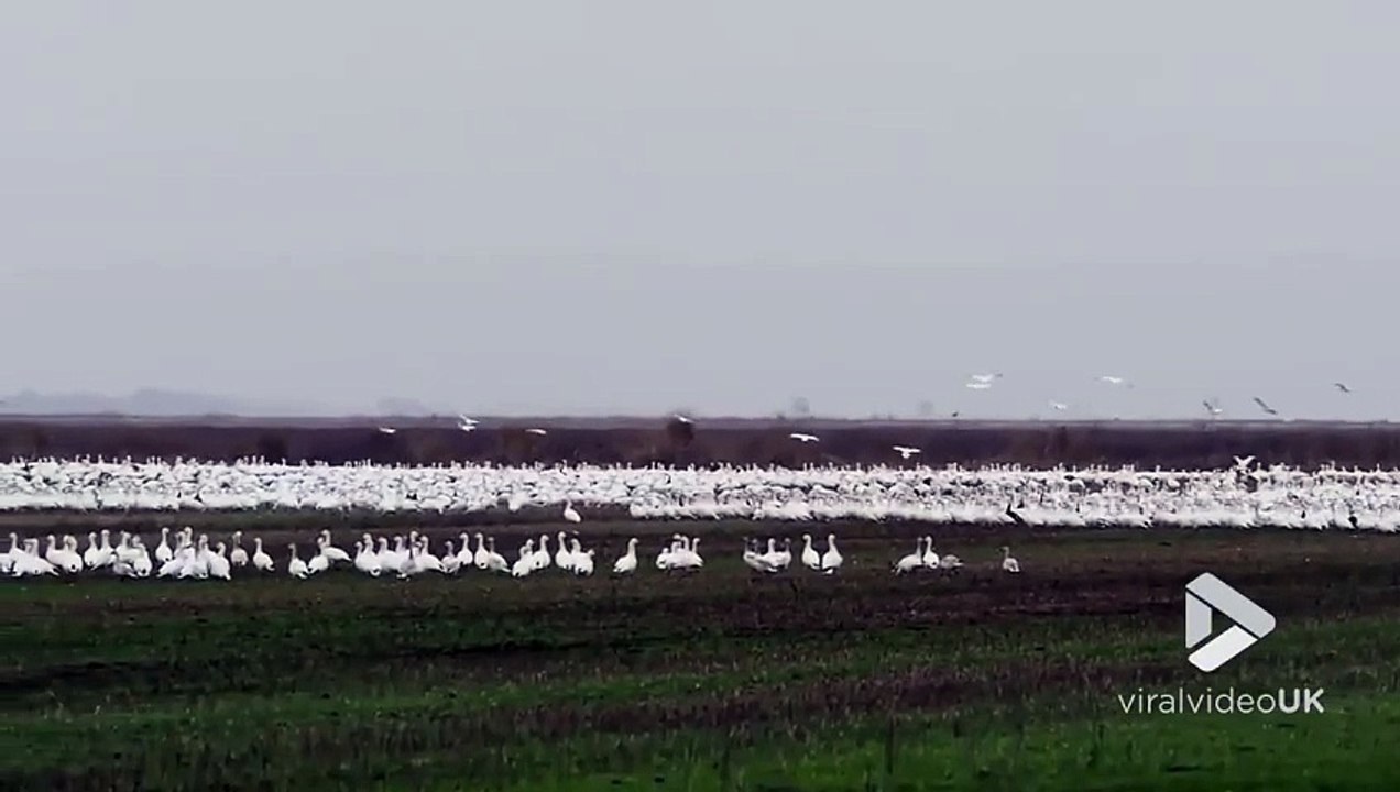 Un ours en chasse fait s'envoler des milliers d'oies... magnifique