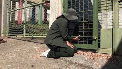 Yoko the chimpanzee arrives at his new sanctuary in Brazil