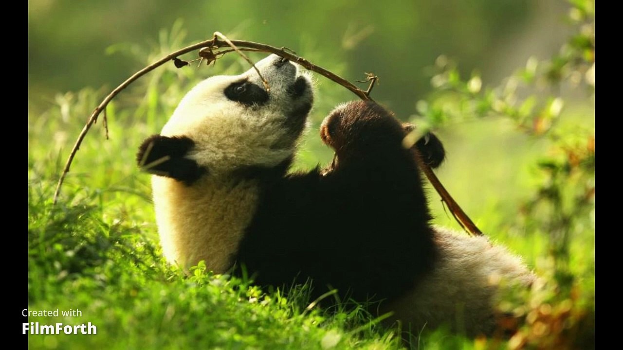 Panda Jefferson airplane