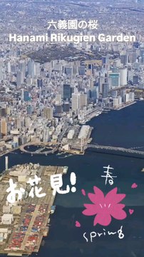 花見 🌸 hanami六義園の桜 Cherry blossoms at Rikugien Garden ❀