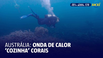 Onda de calor 'cozinha' corais na Austrália
