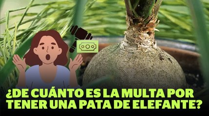 Una planta y una millonaria multa por obtenerla | Reporte Indigo