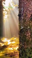 Nature is extremely beautiful...