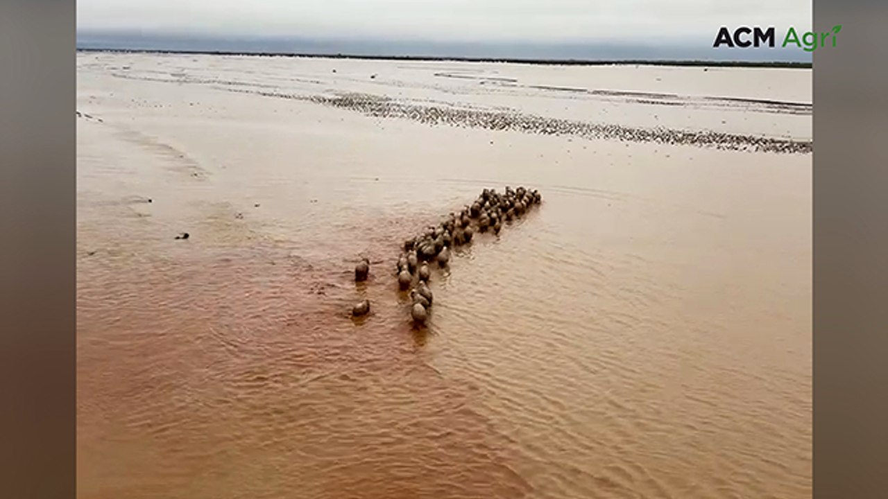 Stock stranded south of Quilpie as western Queensland floods