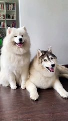 Furry Fails Express 01