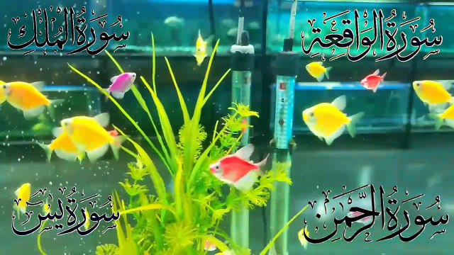 Surah Yaseen (Yaseen) Full surah Yaseen tilawat 🕌✨ surah Yaseen 🕌✨ #Quran #surahyaseen