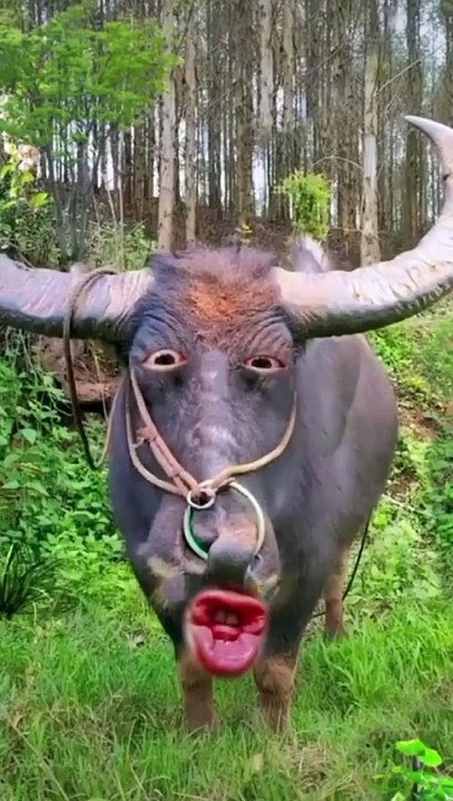 funny Buffalo