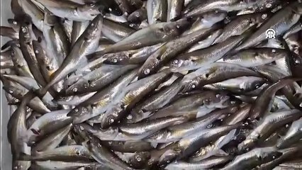 Sinop'tan yola çıkan kaçakçılar Samsun'da yakayı ele verdi