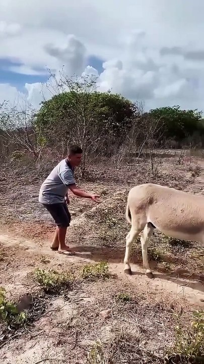 Donkey funny video