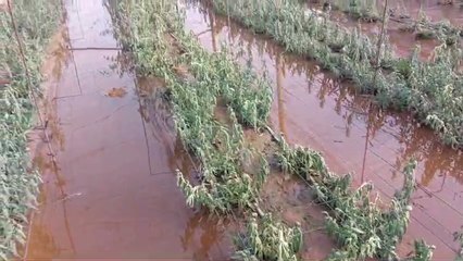 Vídeo | El estado de los invernaderos de flor cortada en Chipiona tras las borrascas.