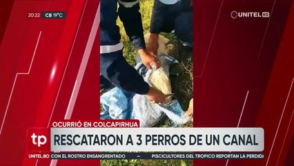 Indignación en Cochabamba: Tres perros fueron arrojados dentro de una bolsa de yute a una torrentera