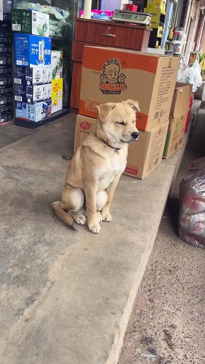 The dog that has accidentally dozed off