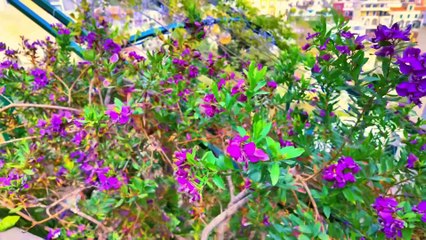 Positano - Beautiful Village Italy - Relaxing Scenes and Sounds - 4K