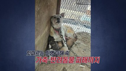 화마 속 새끼 지켜낸 백구 '금순이' [앵커리포트] / YTN