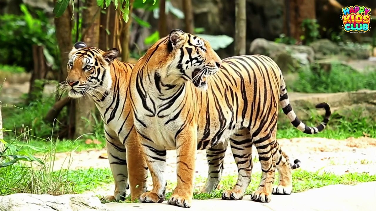 Wild Animals in Hindi,English for Kids
