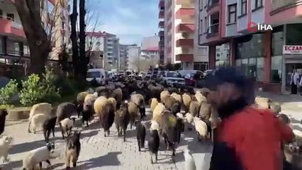 Caddelerde koyun sürüsü cirit atıyor!  Artvin’de yayla göçü erken başladı