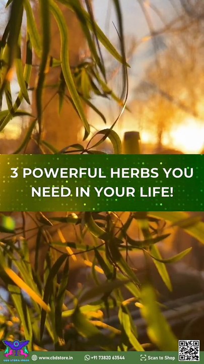 Ayurvedic Herbs & Cannabis Oil– A Powerful Blend for Wellness!