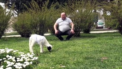 Sinop'ta annesinin besleyemediği kuzu evde bakımla hayata tutundu