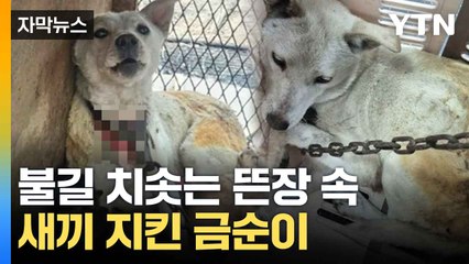 [자막뉴스] 뜬장에 묶여 '발 동동'...새끼 지켜낸 금순이 / YTN