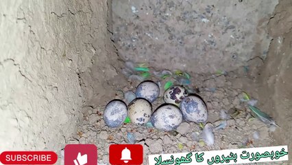 Beautiful birds quail