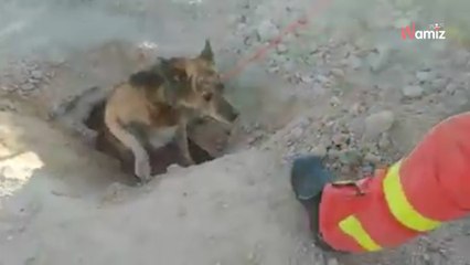 Vídeo: el emocionante rescate de un perro atrapado en una tubería conmueve a España