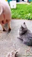 Cats also have obsessive-compulsive disorder