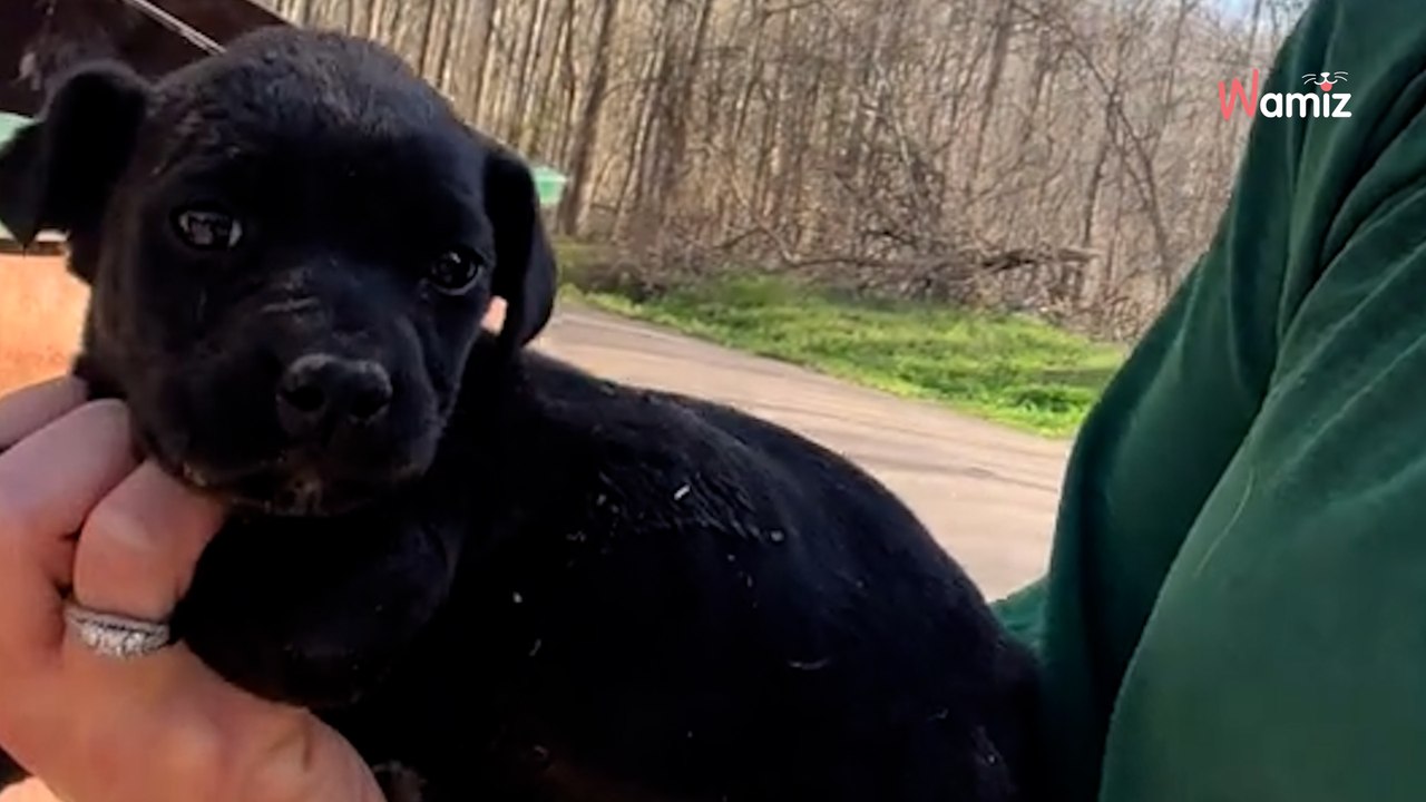 Elle fait une sombre découverte près d'une benne à ordures : 4,6M de personnes restent sous le choc (vidéo)