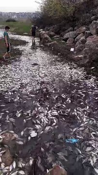 İnegöl Hamzabey Deresi'nde Toplu Balık Ölümleri