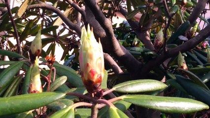 シャクナゲの蕾