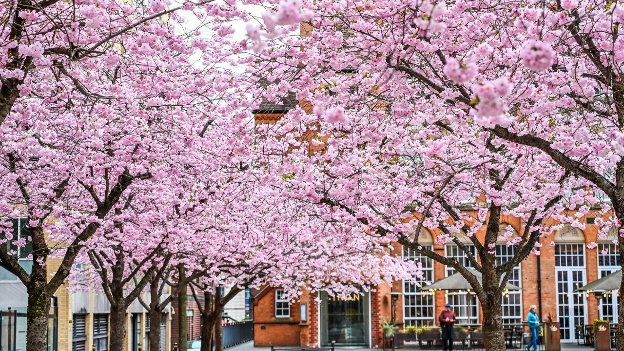 Spring is in bloom! Look at these colourful flowers from around the UK