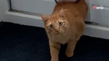 Frau kann sich nicht mehr halten, als sie sieht, wer da durch die Katzenklappe kommt