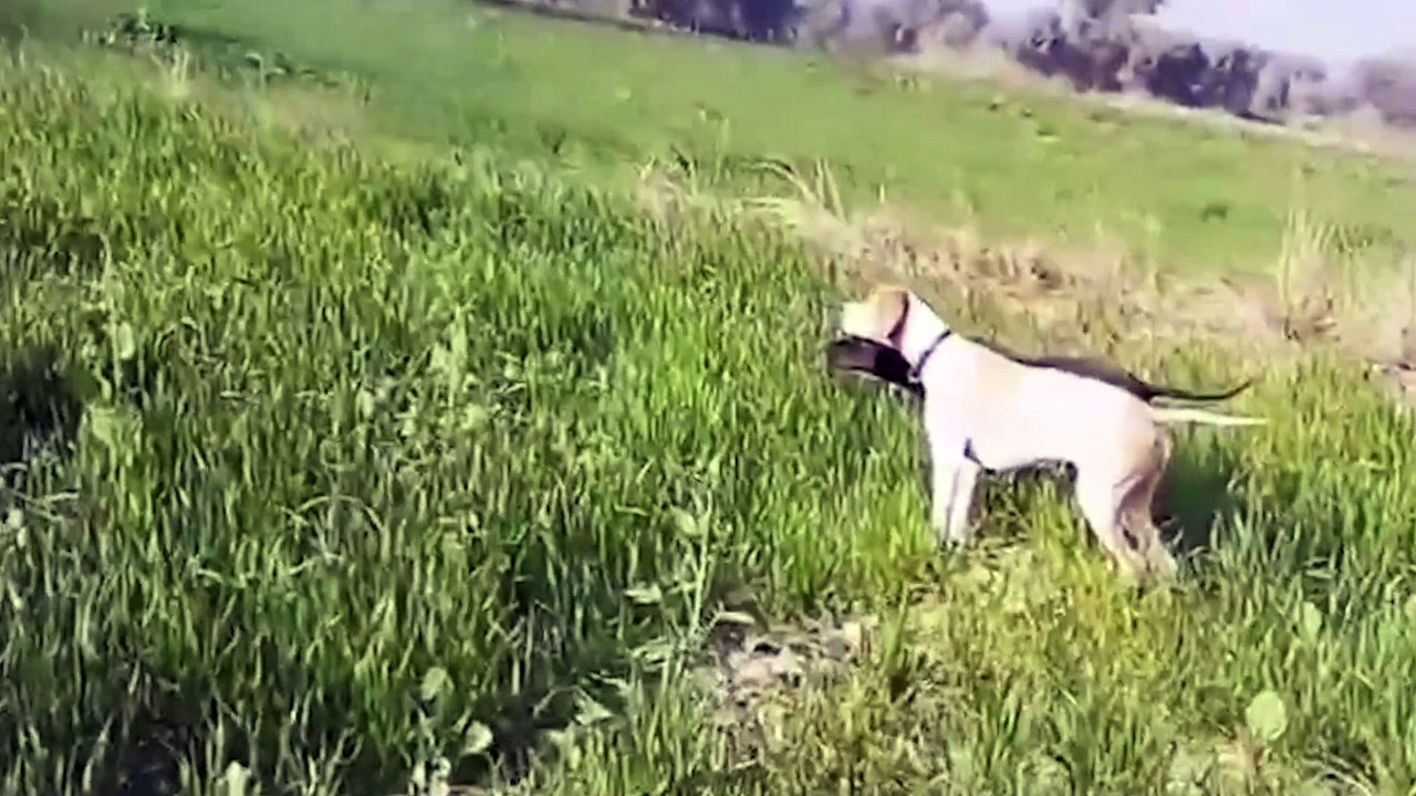 Pointer Hunting Top Breed Actions