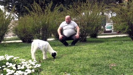 Pamuk, ailenin yeni üyesi oldu