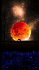 Majestic Horse Under the Moonlit Sky | Stars Shining at Night