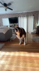 Dog Walks Around House Balancing Sandwich on His Head