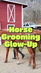 Before & After Horse Grooming Glow-Up! 🐴✨ Stunning Transformation!