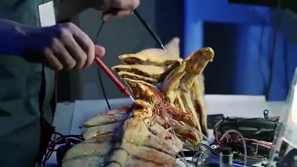 TENTACULOS DEL TRIANGULO PELICULAS DE ACCION COMPLETAS EN ESPANOL LATINO 2025