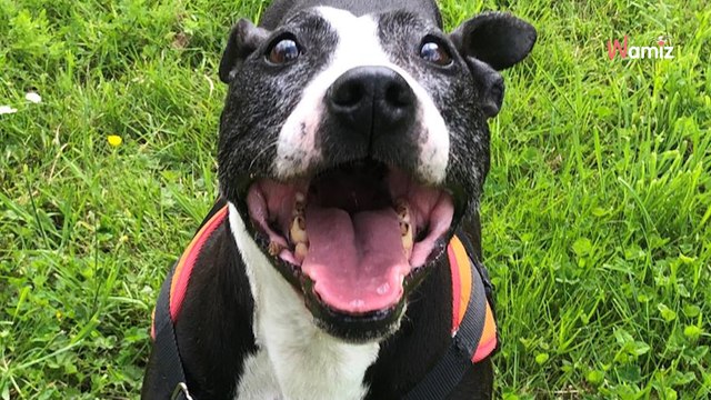 Âgée de 13 ans, elle est en refuge depuis plus d'un an déjà : qui permettra à cette chienne de finir sa vie en famille ?