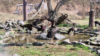 영양 산불 확산에 멸종위기종복원센터 동·식물 안전지대로 옮겨 / YTN