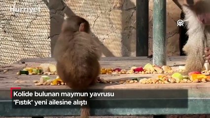 Kolide bulunan maymun yavrusu 'Fıstık' yeni ailesine alıştı