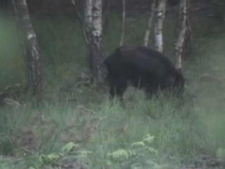Une biche, des laies, des marcassins, complet 2ème partie