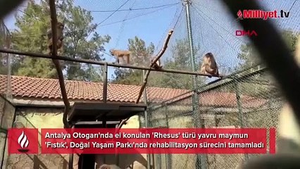 Terminalde kolide bulunmuştu: Maymun 'Fıstık'ın işte yeni hayatı