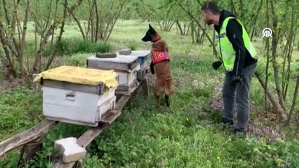 Arı kovanlarına gizlenmiş kaçak silahlar ele geçirildi
