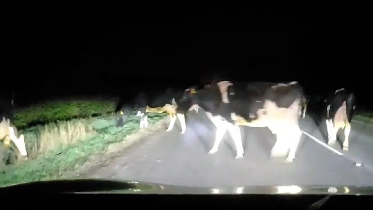 Cows at Caunton