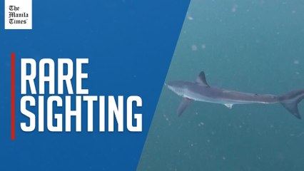 Endangered shark spotted off Rio's iconic Ipanema beach